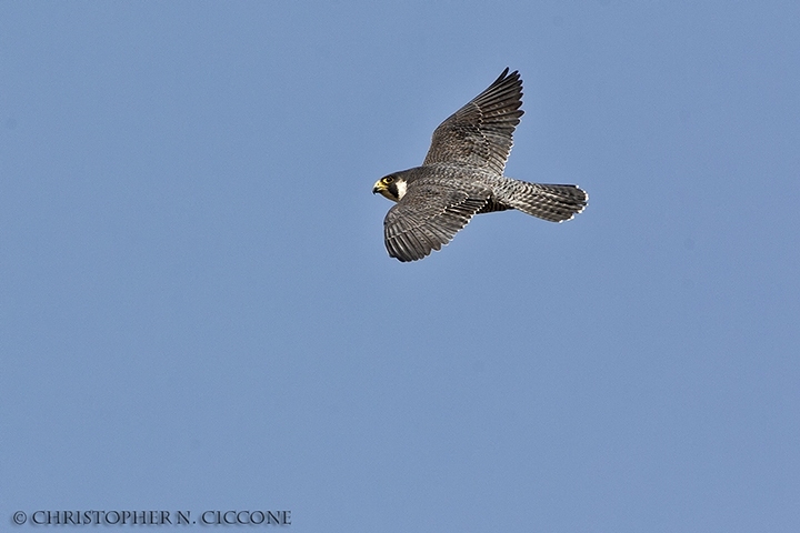 Peregrine Falcon