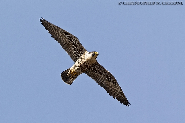 Peregrine Falcon