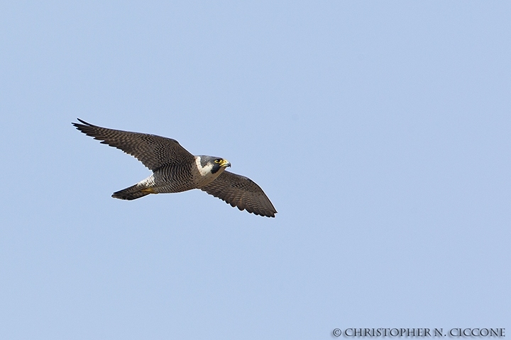 Peregrine Falcon