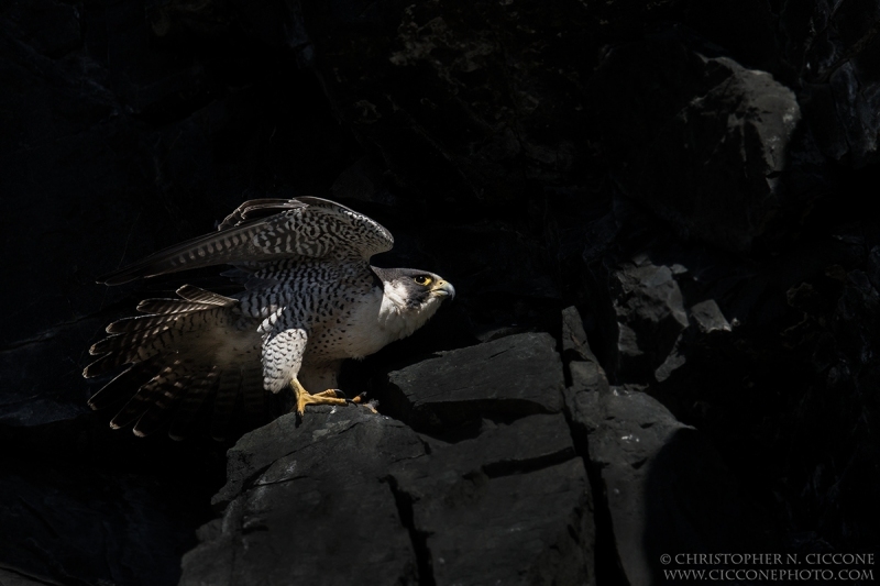 Peregrine Falcon