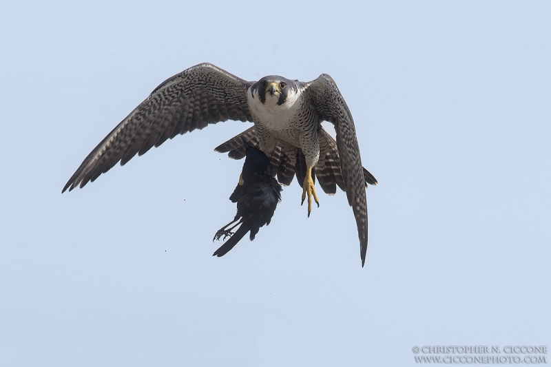 Peregrine Falcon