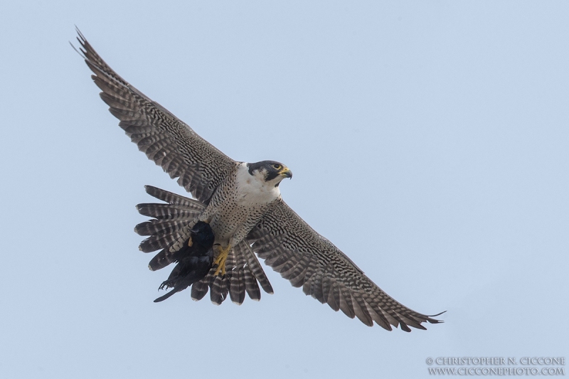 Peregrine Falcon