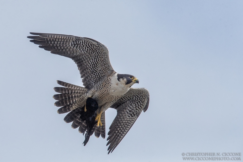 Peregrine Falcon