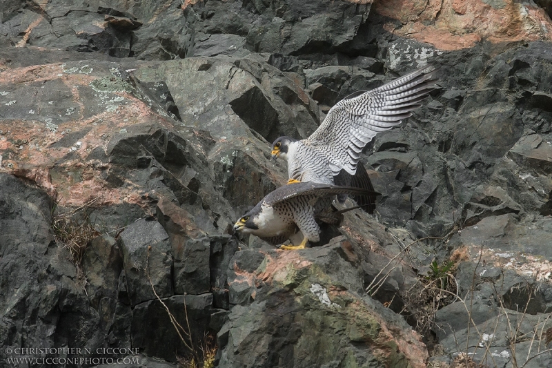 Peregrine Falcon