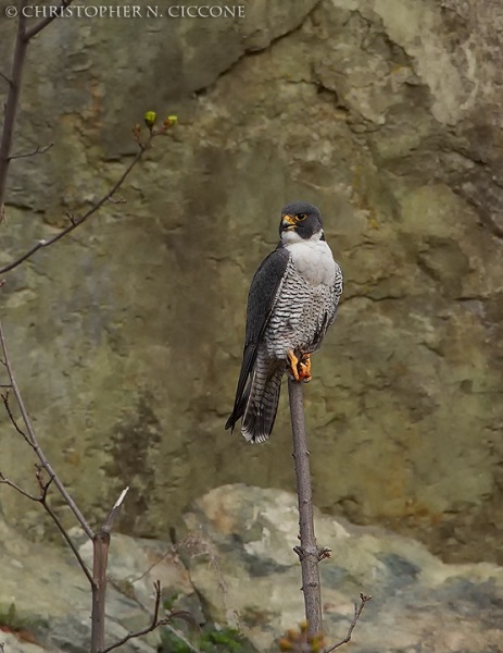 Peregrine Falcon