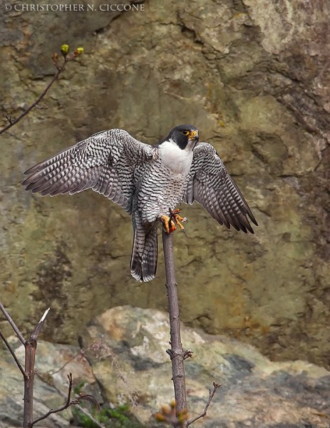 Peregrine Falcon