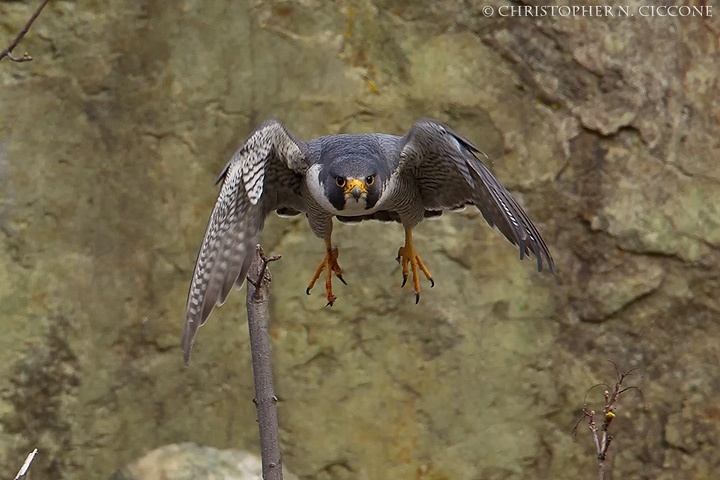 Peregrine Falcon