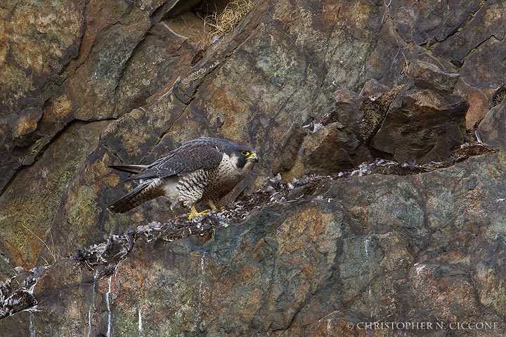 Peregrine Falcon