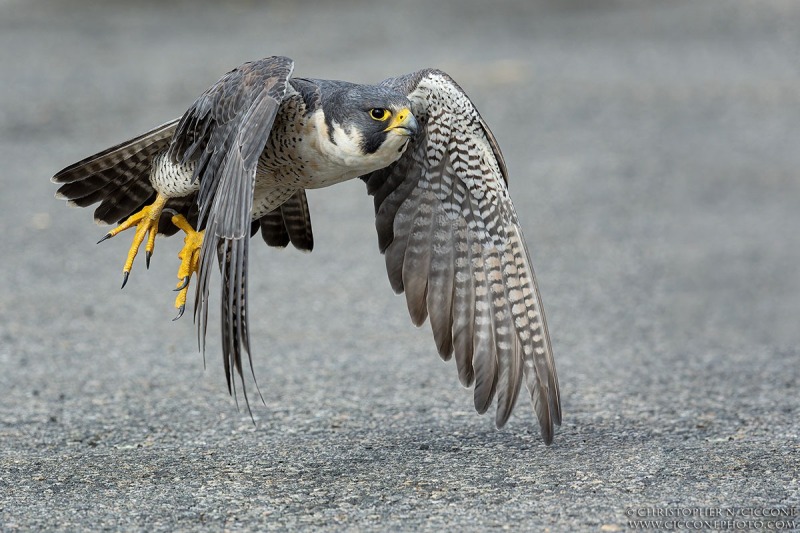 Peregrine Falcon