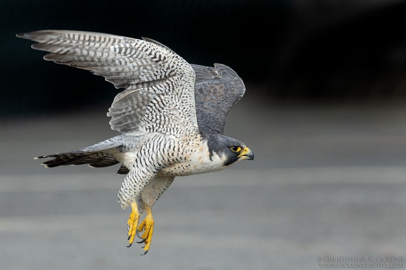 Peregrine Falcon