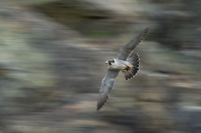 Peregrine Falcon