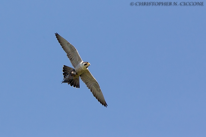 Peregrine Falcon