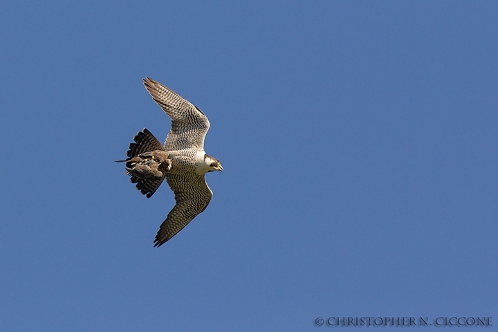 Peregrine Falcon