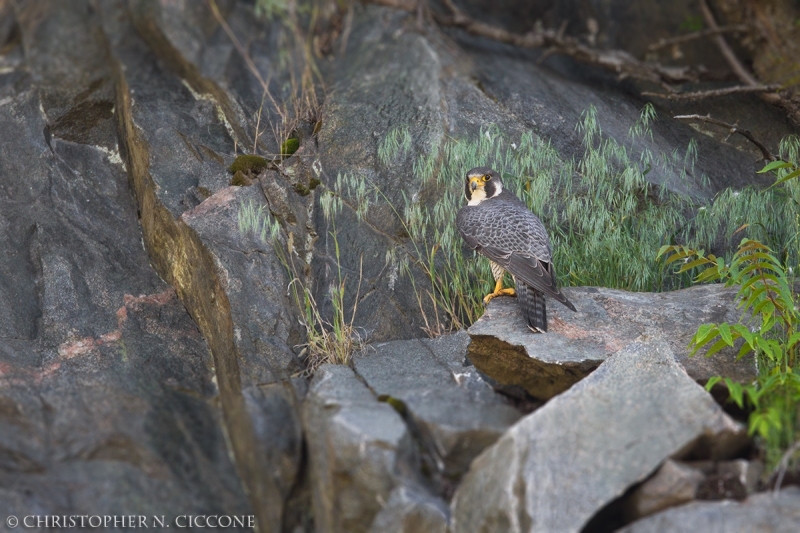 Peregrine Falcon