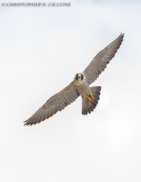 Peregrine Falcon