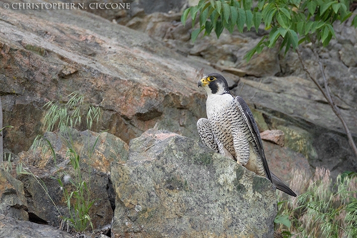 Peregrine Falcon