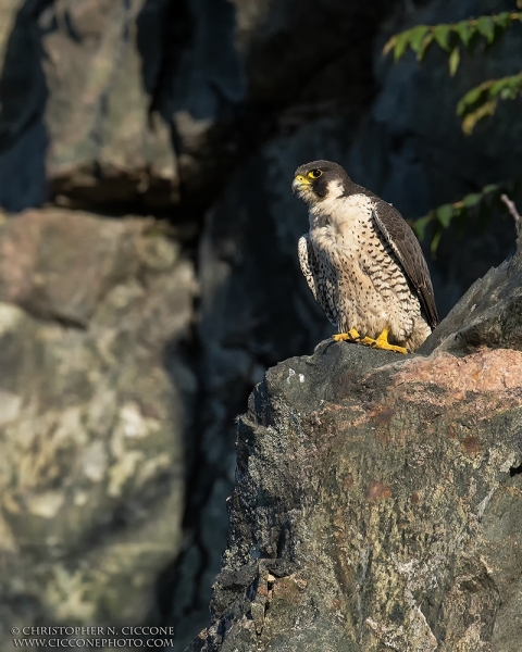 Peregrine Falcon