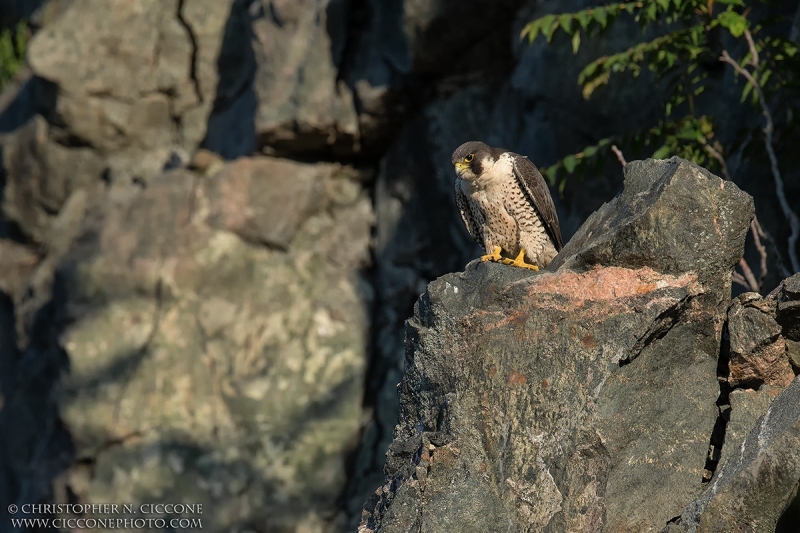 Peregrine Falcon