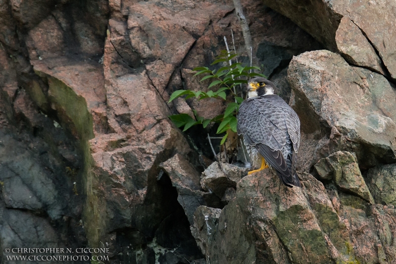 Peregrine Falcon