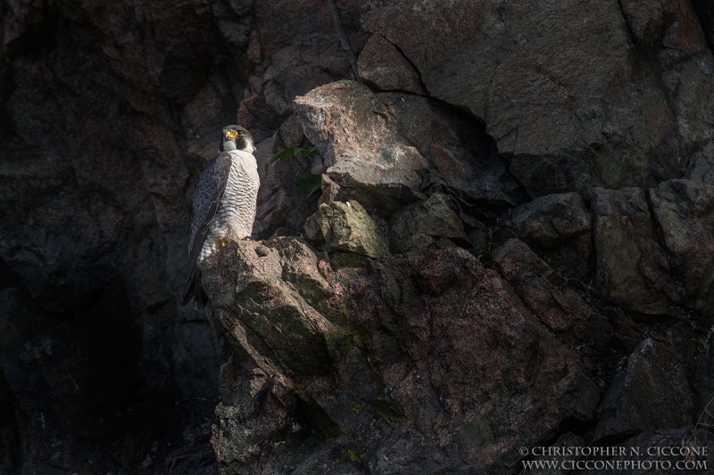 Peregrine Falcon