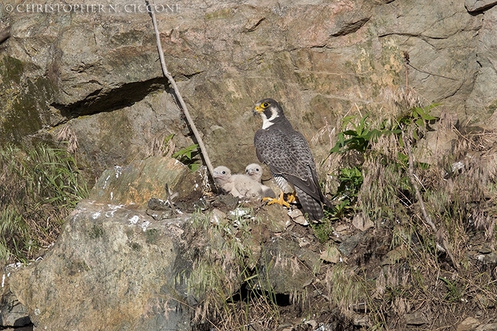 Peregrine Falcon