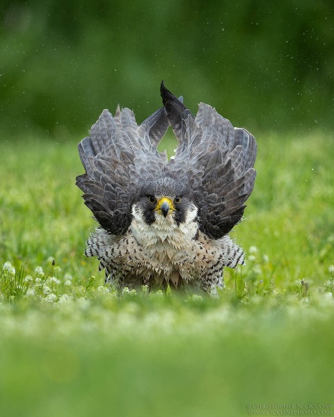 Peregrine Falcon