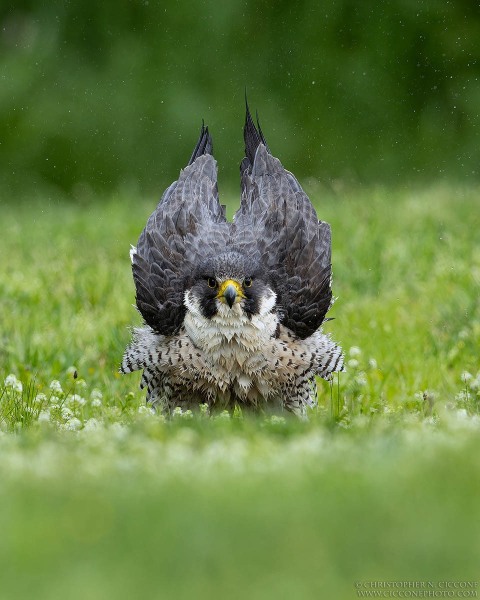 Peregrine Falcon