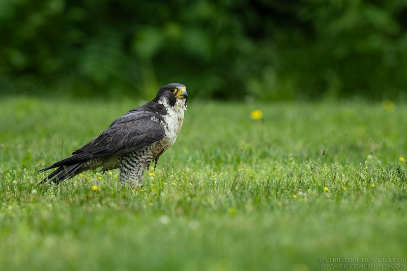 Peregrine Falcon