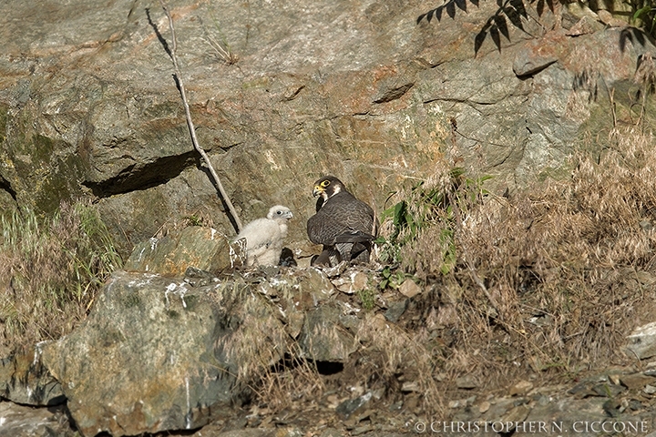 Peregrine Falcon