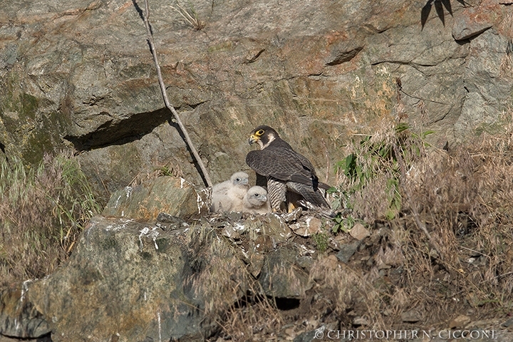 Peregrine Falcon