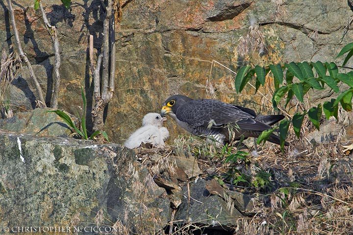 Peregrine Falcon