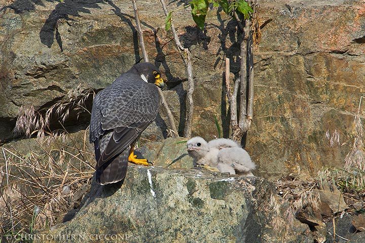 Peregrine Falcon