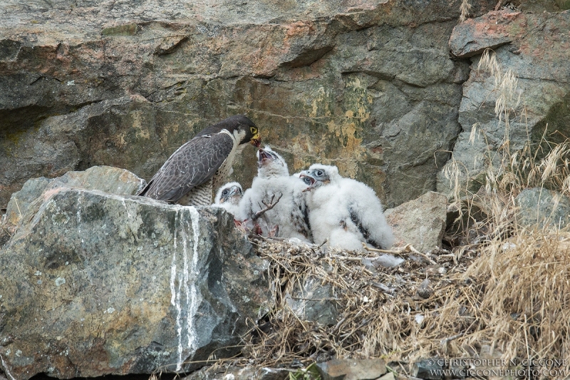 Peregrine Falcon