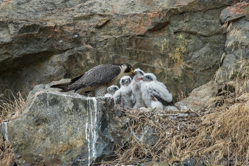 Peregrine Falcon