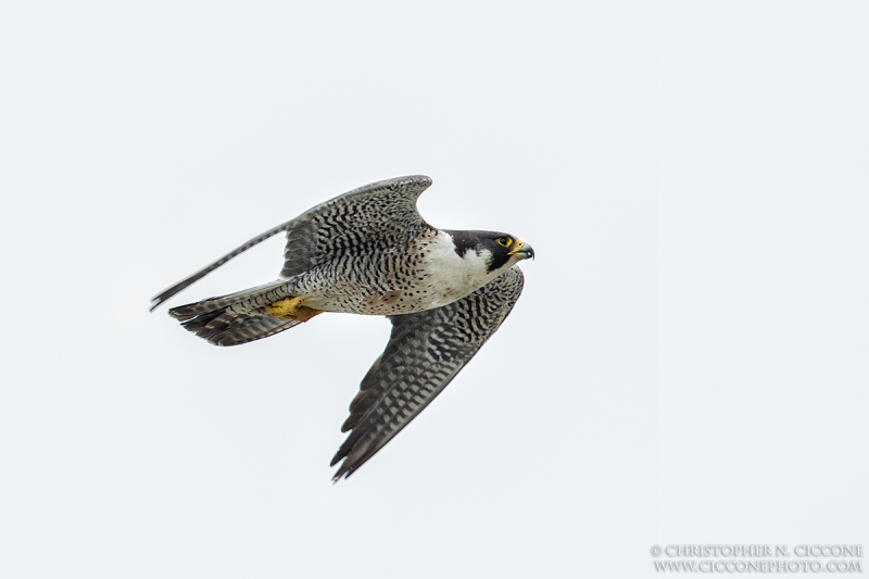 Peregrine Falcon