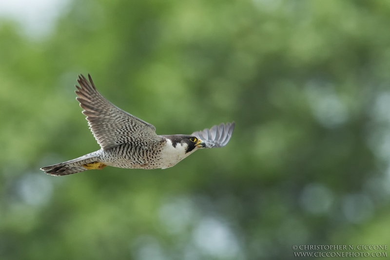 Peregrine Falcon