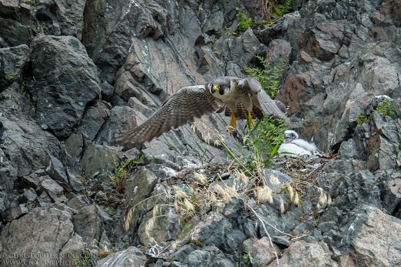 Peregrine Falcon