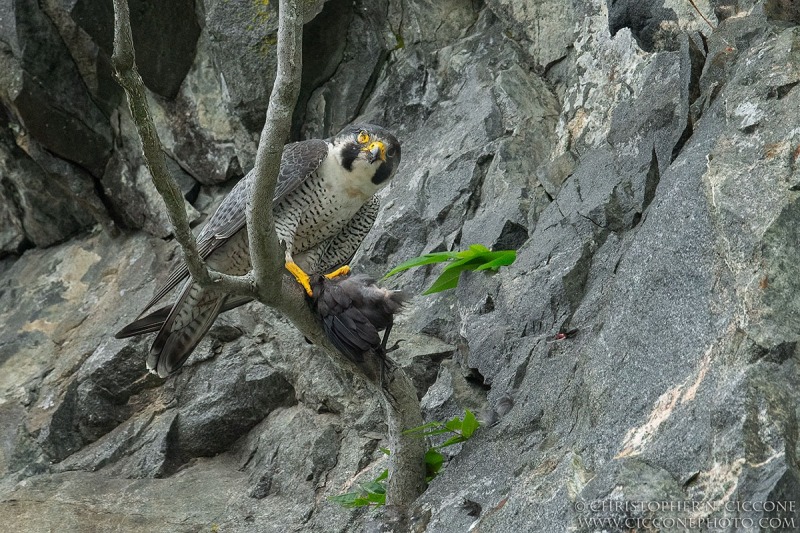 Peregrine Falcon