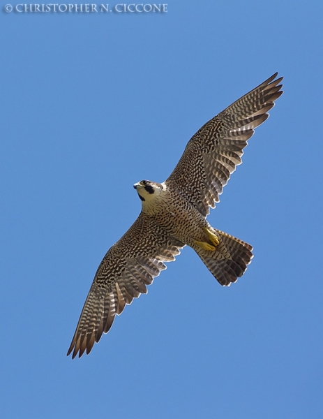 Peregrine Falcon