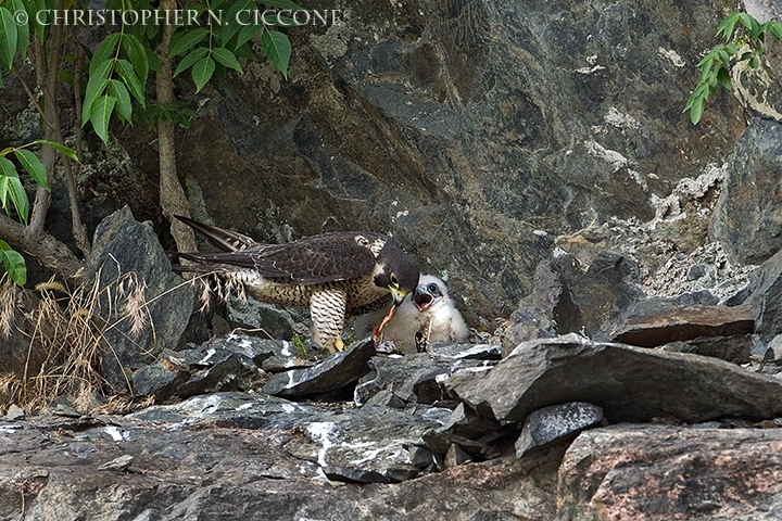 Peregrine Falcon