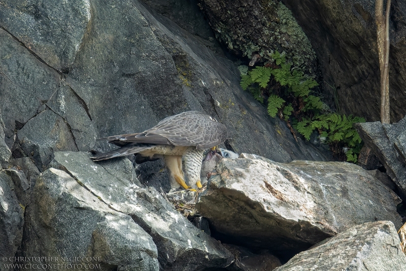 Peregrine Falcon