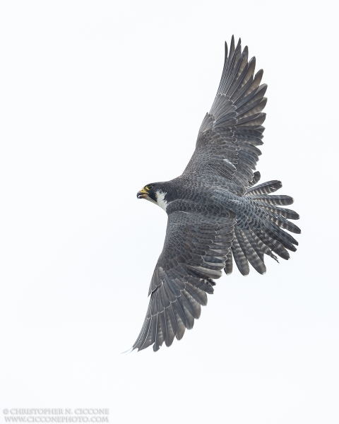 Peregrine Falcon