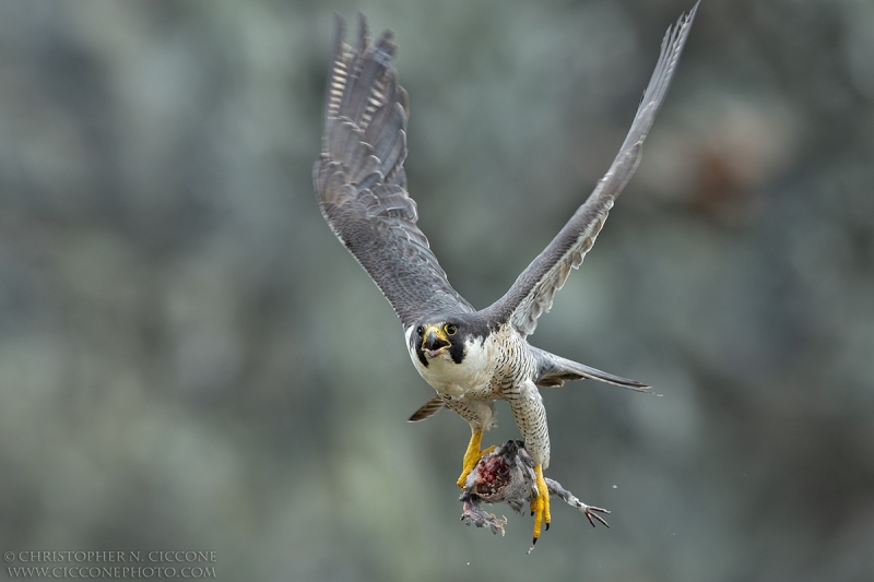 Peregrine Falcon