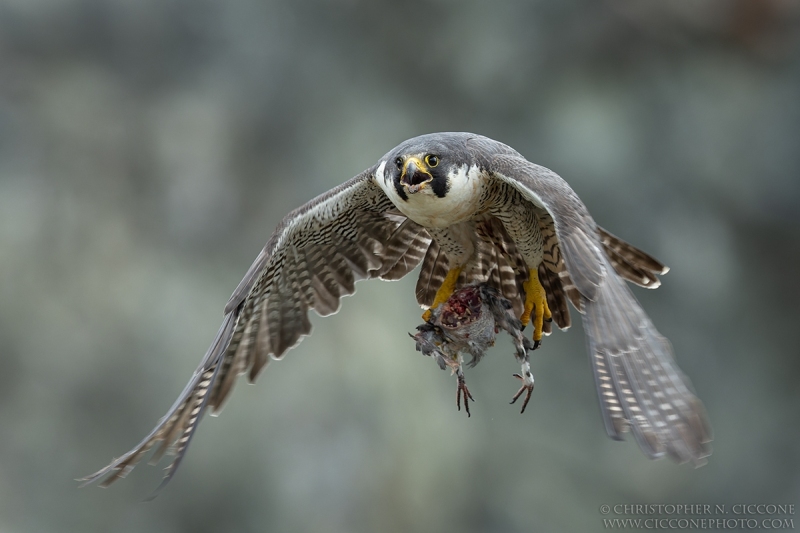 Peregrine Falcon