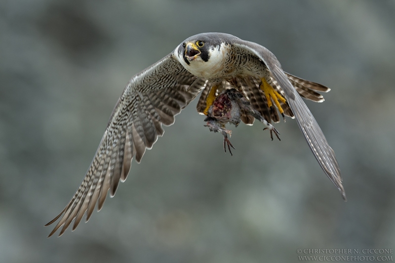 Peregrine Falcon