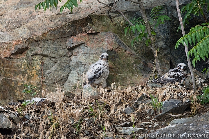 Peregrine Falcon