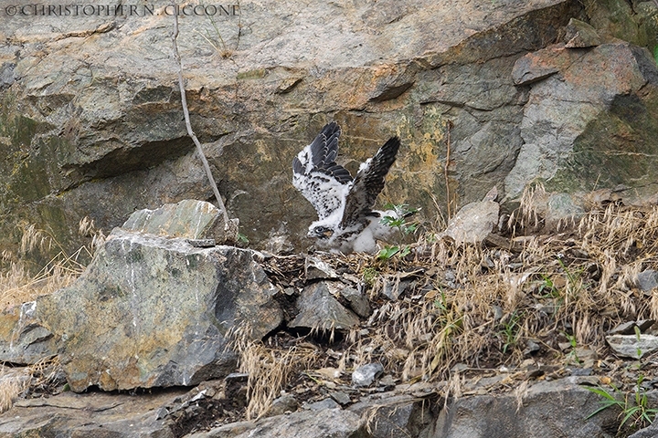 Peregrine Falcon