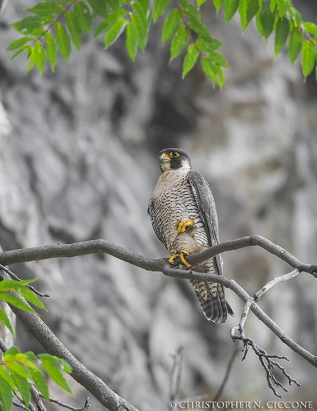 Peregrine Falcon