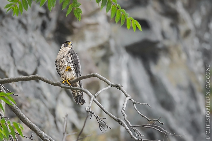 Peregrine Falcon