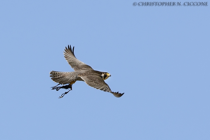 Peregrine Falcon